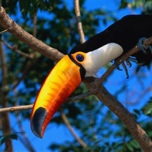 Preview wallpaper toucan, tree, beak, color