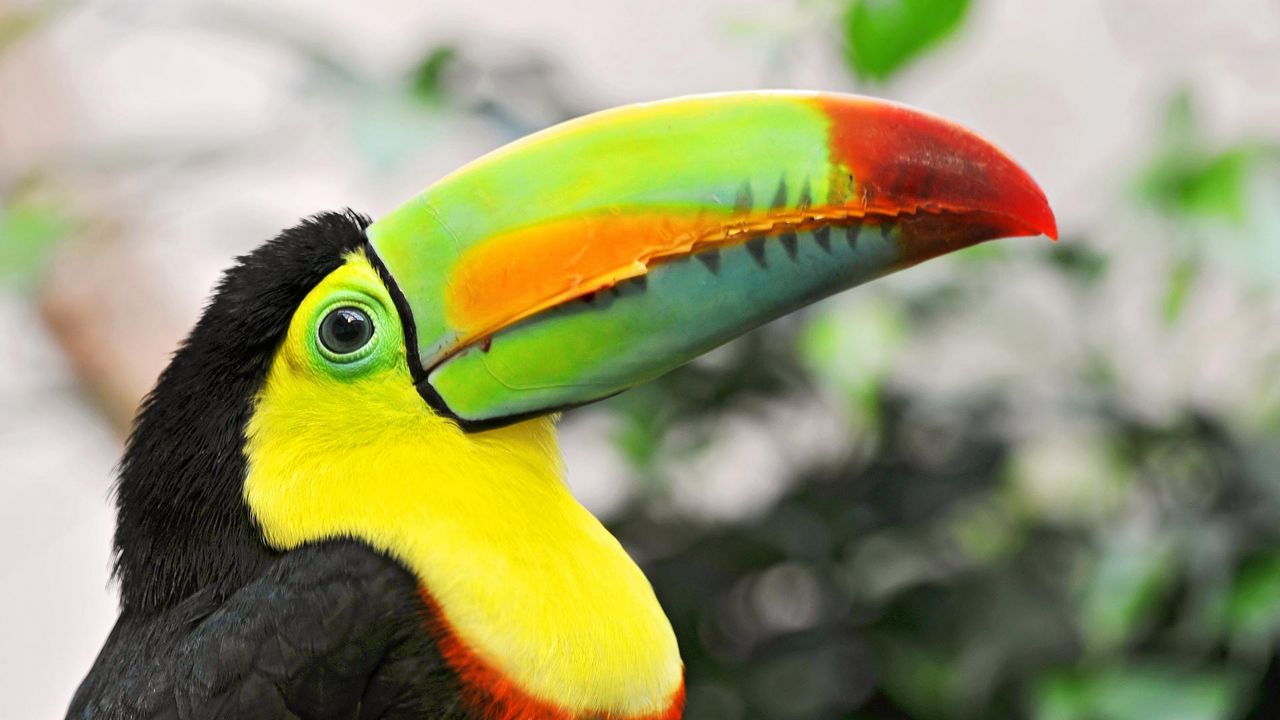 Wallpaper toucan, tropical bird, beak, colorful