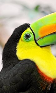 Preview wallpaper toucan, tropical bird, beak, colorful
