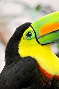 Preview wallpaper toucan, tropical bird, beak, colorful