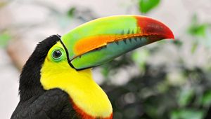 Preview wallpaper toucan, tropical bird, beak, colorful