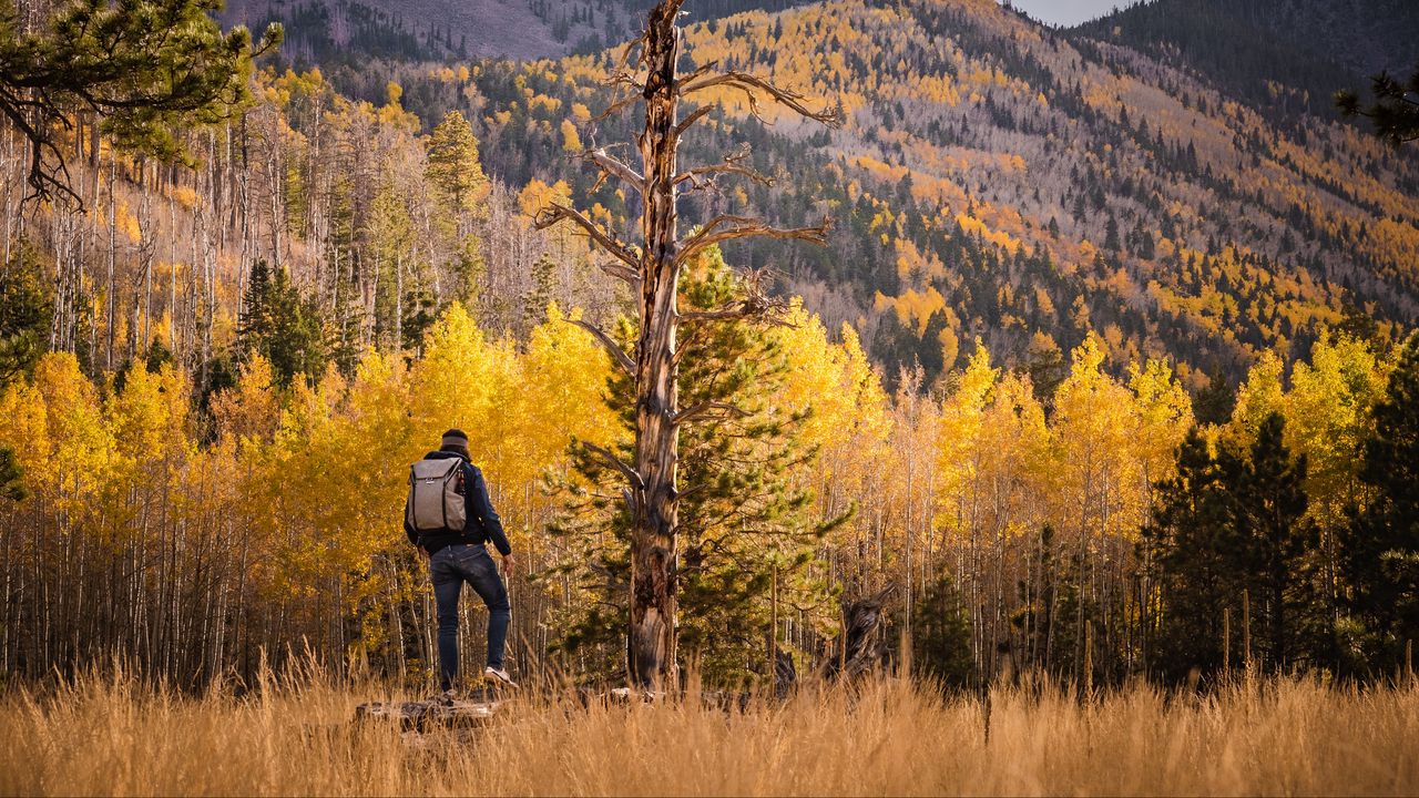 Wallpaper tourist, forest, backpack, trees, autumn, hill