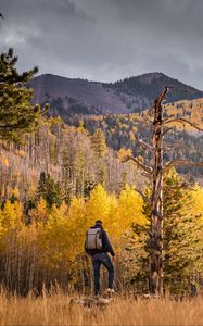 Preview wallpaper tourist, forest, backpack, trees, autumn, hill