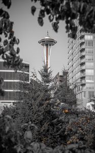 Preview wallpaper tower, architecture, bw, branches, seattle, usa