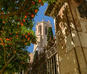 Preview wallpaper tower, architecture, tree, citrus