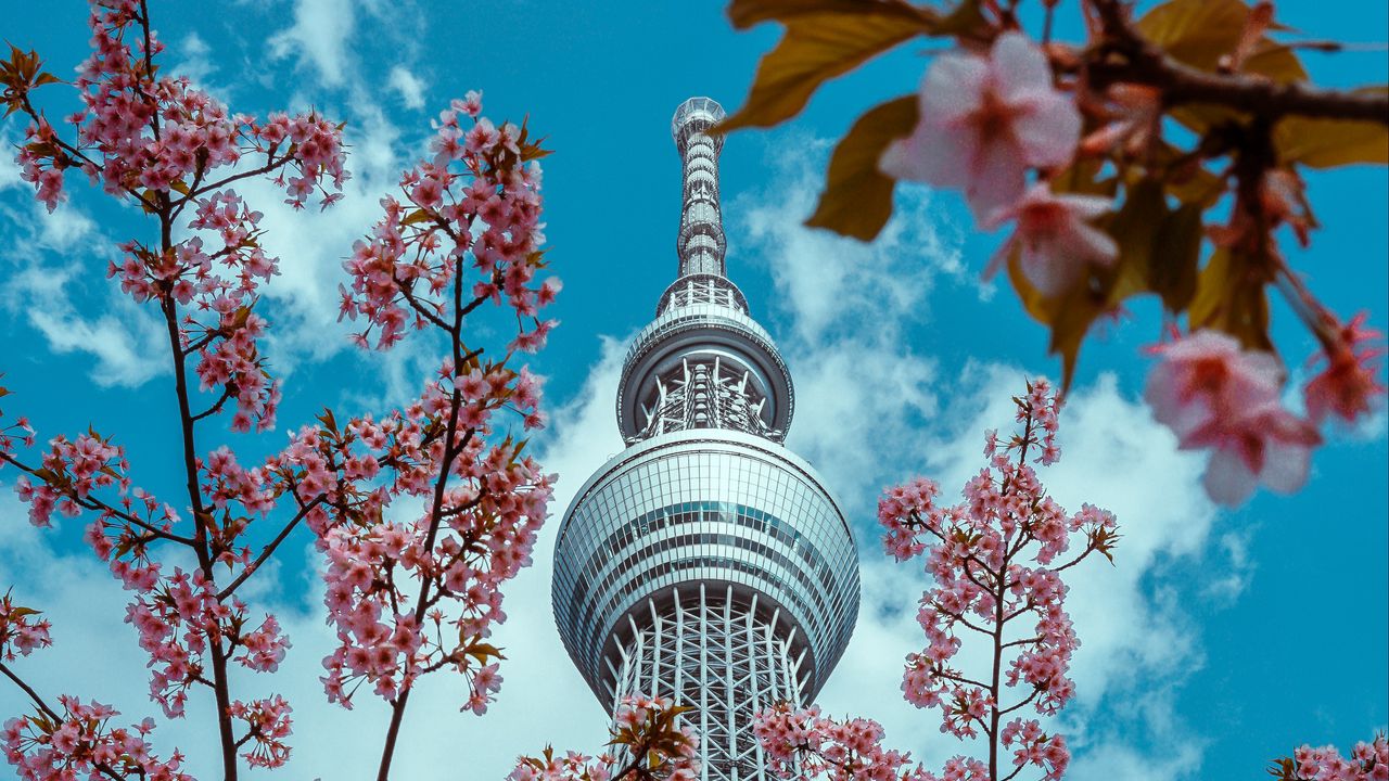 Wallpaper tower, flowers, bloom