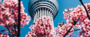 Preview wallpaper tower, sakura, flowers, architecture, building, spring