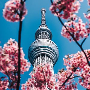 Preview wallpaper tower, sakura, flowers, architecture, building, spring