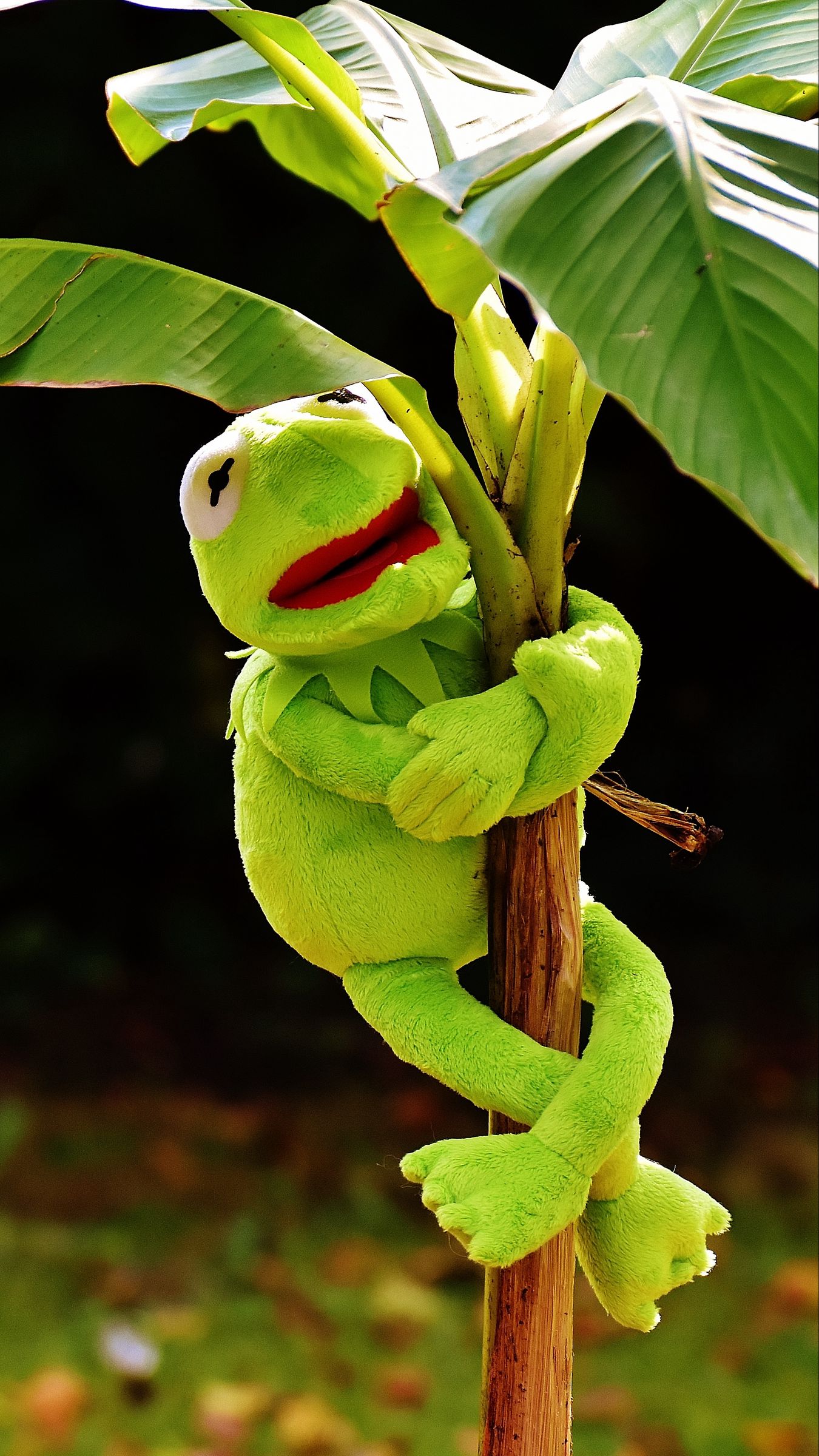 Download wallpaper 1350x2400 toy, kermit the frog, plant iphone  8+/7+/6s+/6+ for parallax hd background