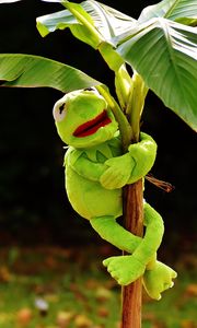 Preview wallpaper toy, kermit the frog, plant