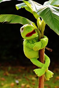 Preview wallpaper toy, kermit the frog, plant