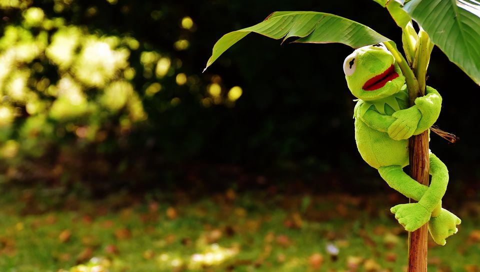 Download Wallpaper 960x544 Toy Kermit The Frog Plant Playstation Ps Vita Hd Background