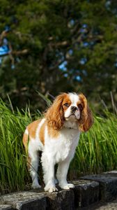 Preview wallpaper toy spaniel, dog, pet, fluffy, grass