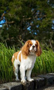 Preview wallpaper toy spaniel, dog, pet, fluffy, grass