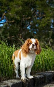 Preview wallpaper toy spaniel, dog, pet, fluffy, grass
