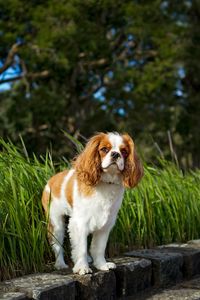 Preview wallpaper toy spaniel, dog, pet, fluffy, grass