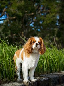 Preview wallpaper toy spaniel, dog, pet, fluffy, grass