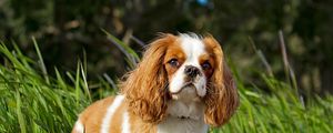 Preview wallpaper toy spaniel, dog, pet, fluffy, grass