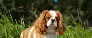 Preview wallpaper toy spaniel, dog, pet, fluffy, grass