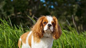Preview wallpaper toy spaniel, dog, pet, fluffy, grass