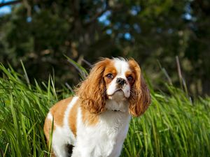 Preview wallpaper toy spaniel, dog, pet, fluffy, grass