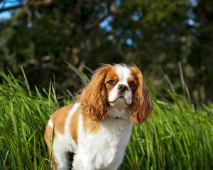 Preview wallpaper toy spaniel, dog, pet, fluffy, grass