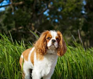 Preview wallpaper toy spaniel, dog, pet, fluffy, grass