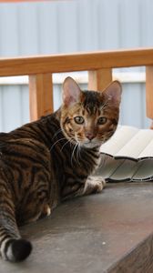 Preview wallpaper toyger, cat, color, spotted, striped, table