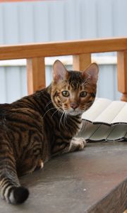 Preview wallpaper toyger, cat, color, spotted, striped, table