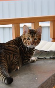 Preview wallpaper toyger, cat, color, spotted, striped, table