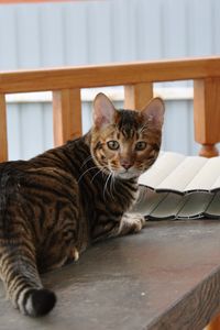 Preview wallpaper toyger, cat, color, spotted, striped, table