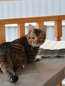 Preview wallpaper toyger, cat, color, spotted, striped, table