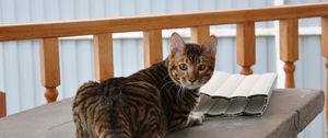 Preview wallpaper toyger, cat, color, spotted, striped, table