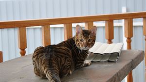 Preview wallpaper toyger, cat, color, spotted, striped, table