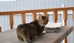 Preview wallpaper toyger, cat, color, spotted, striped, table