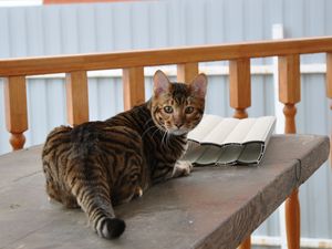 Preview wallpaper toyger, cat, color, spotted, striped, table