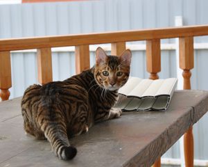 Preview wallpaper toyger, cat, color, spotted, striped, table