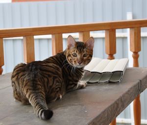 Preview wallpaper toyger, cat, color, spotted, striped, table