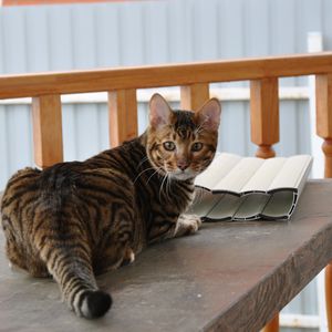 Preview wallpaper toyger, cat, color, spotted, striped, table