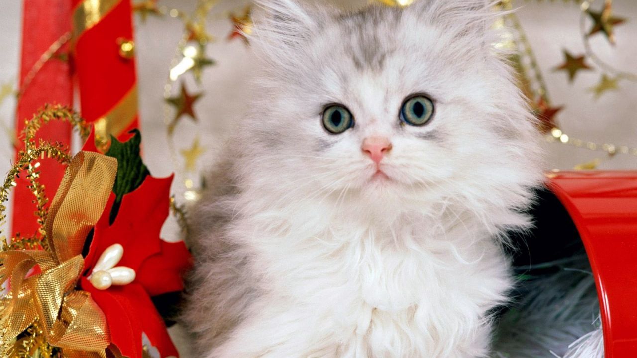 Wallpaper toys, bows, gifts, new year, cat, fluffy