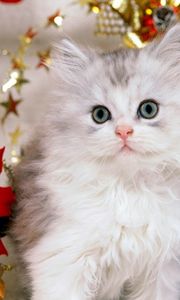 Preview wallpaper toys, bows, gifts, new year, cat, fluffy