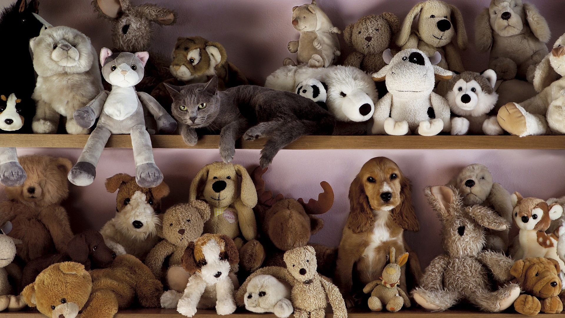 Download wallpaper 1920x1080 toys, dog, cat, shelf full hd, hdtv, fhd