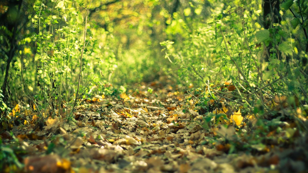 Wallpaper track, leaves, autumn, grass