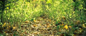 Preview wallpaper track, leaves, autumn, grass