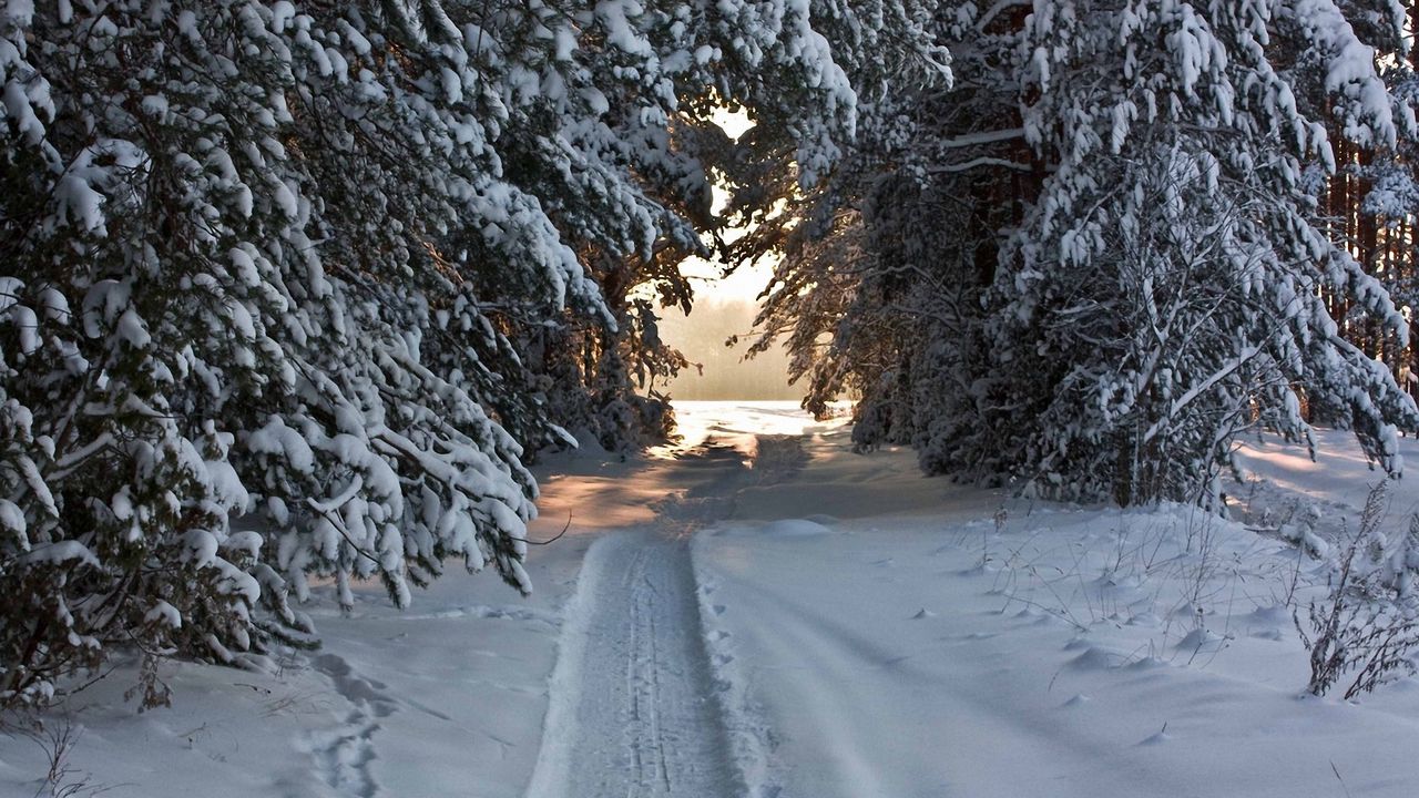 Wallpaper track, ski track, snow, winter, trees, snow-covered, attire