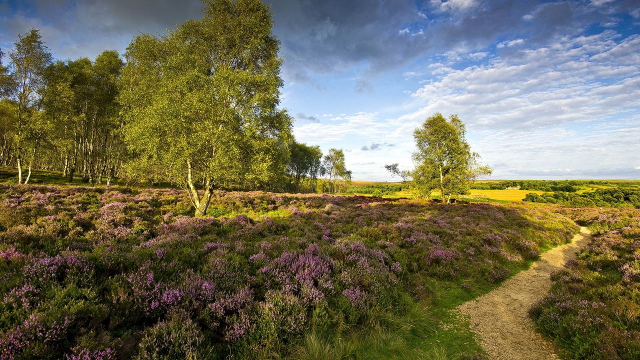 Wallpaper track, trees, flowers, glade, edge, wood, summer, sky