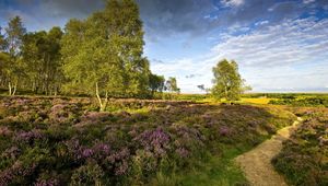 Preview wallpaper track, trees, flowers, glade, edge, wood, summer, sky