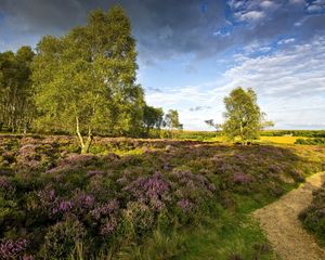 Preview wallpaper track, trees, flowers, glade, edge, wood, summer, sky