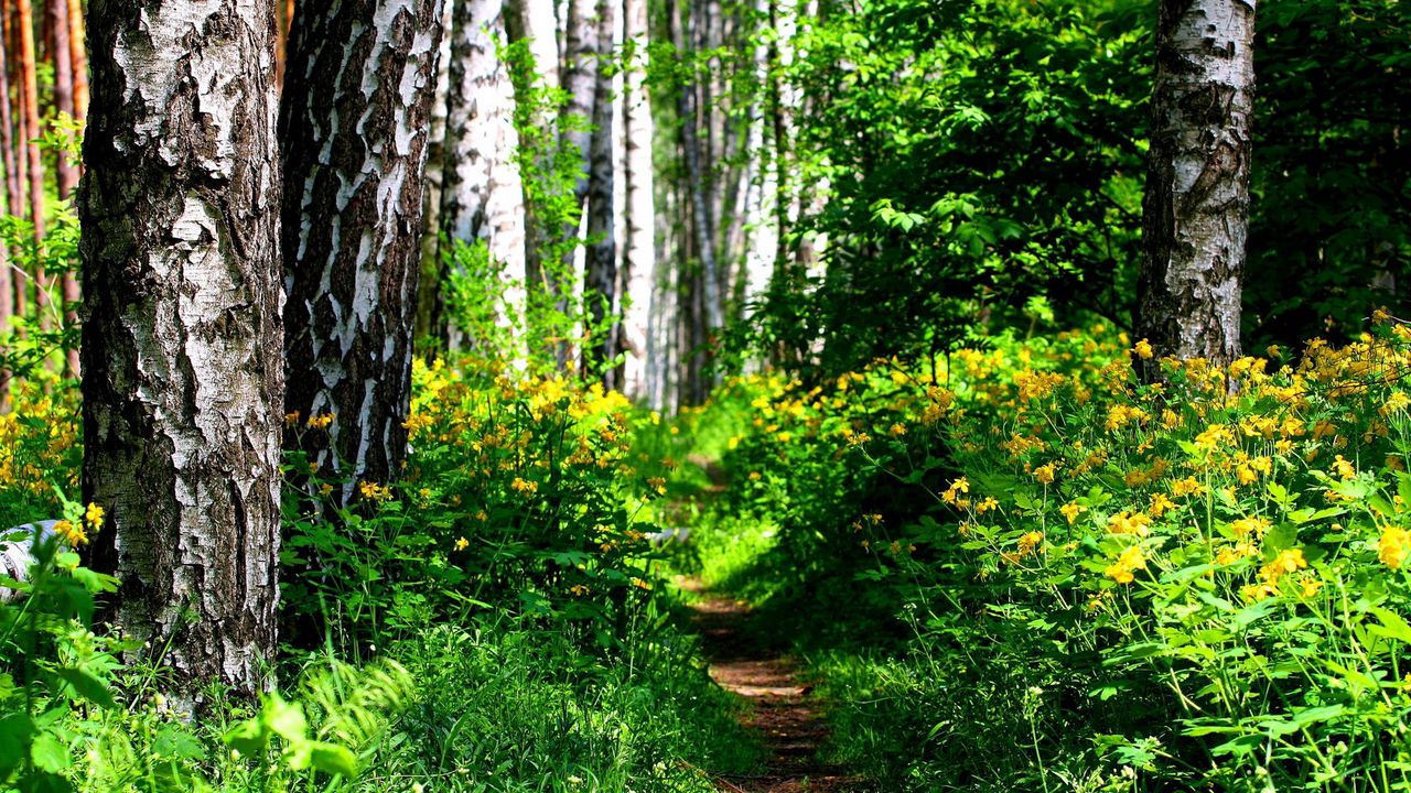 Wallpaper track, trees, wood, solarly, vegetation, bushes