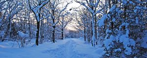 Preview wallpaper track, winter, snow, trees, wood, young growth, bushes, twilight, silence
